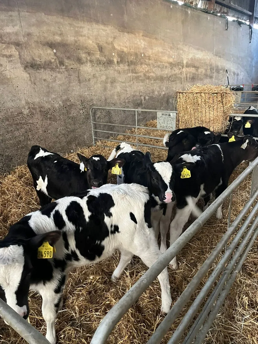 Heifer Calves - Image 3