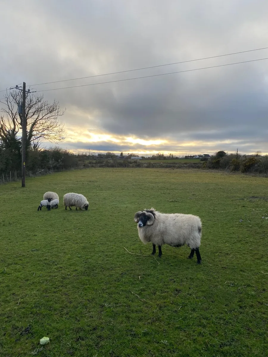 Sheep and ram - Image 1