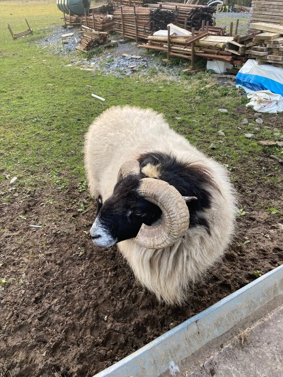 Sheep and ram - Image 3