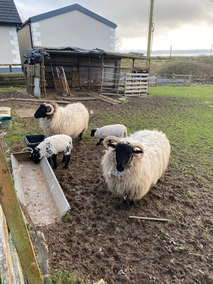 Sheep and ram - Image 4