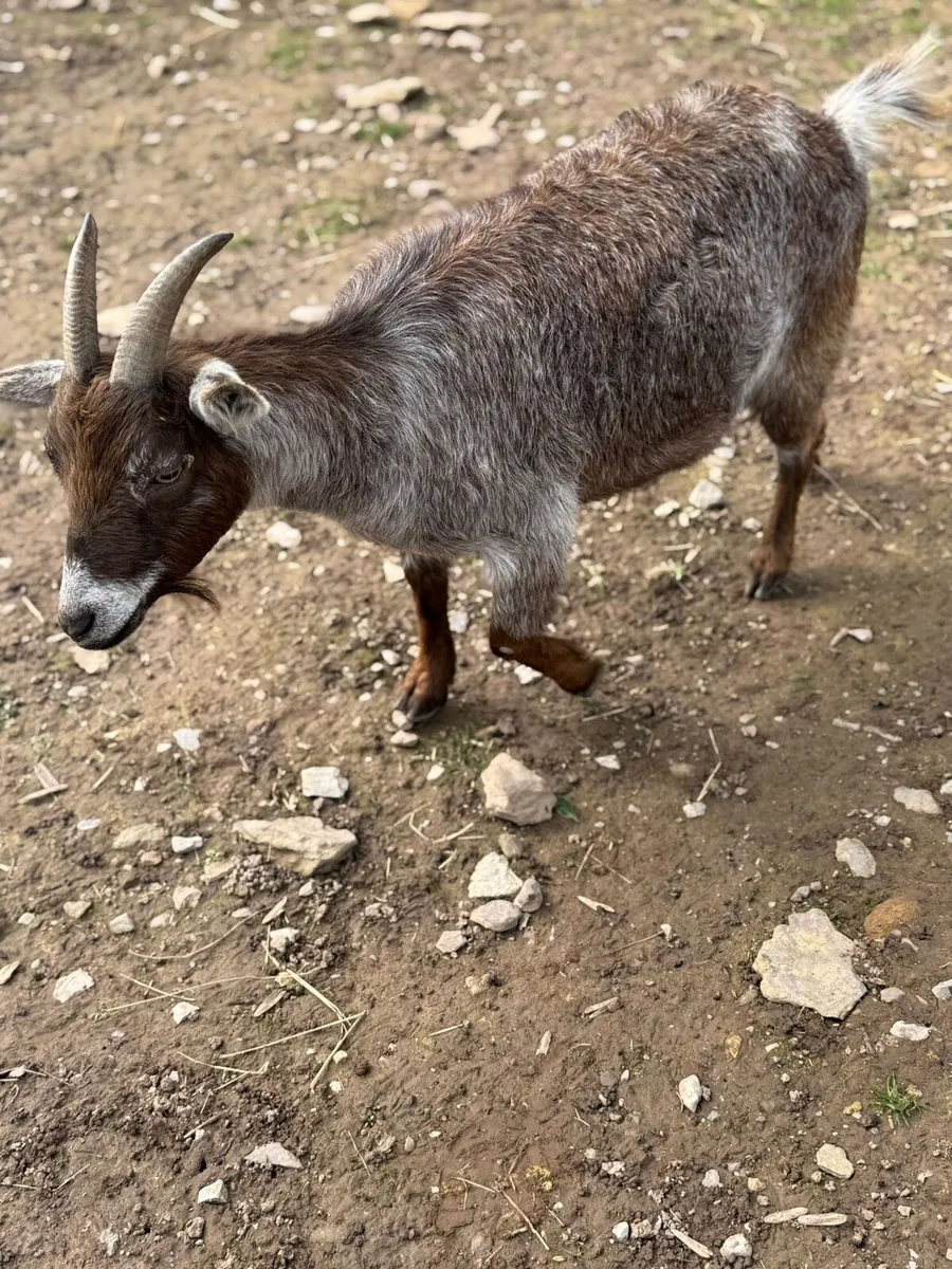 Pygmy goat with baby - Image 1