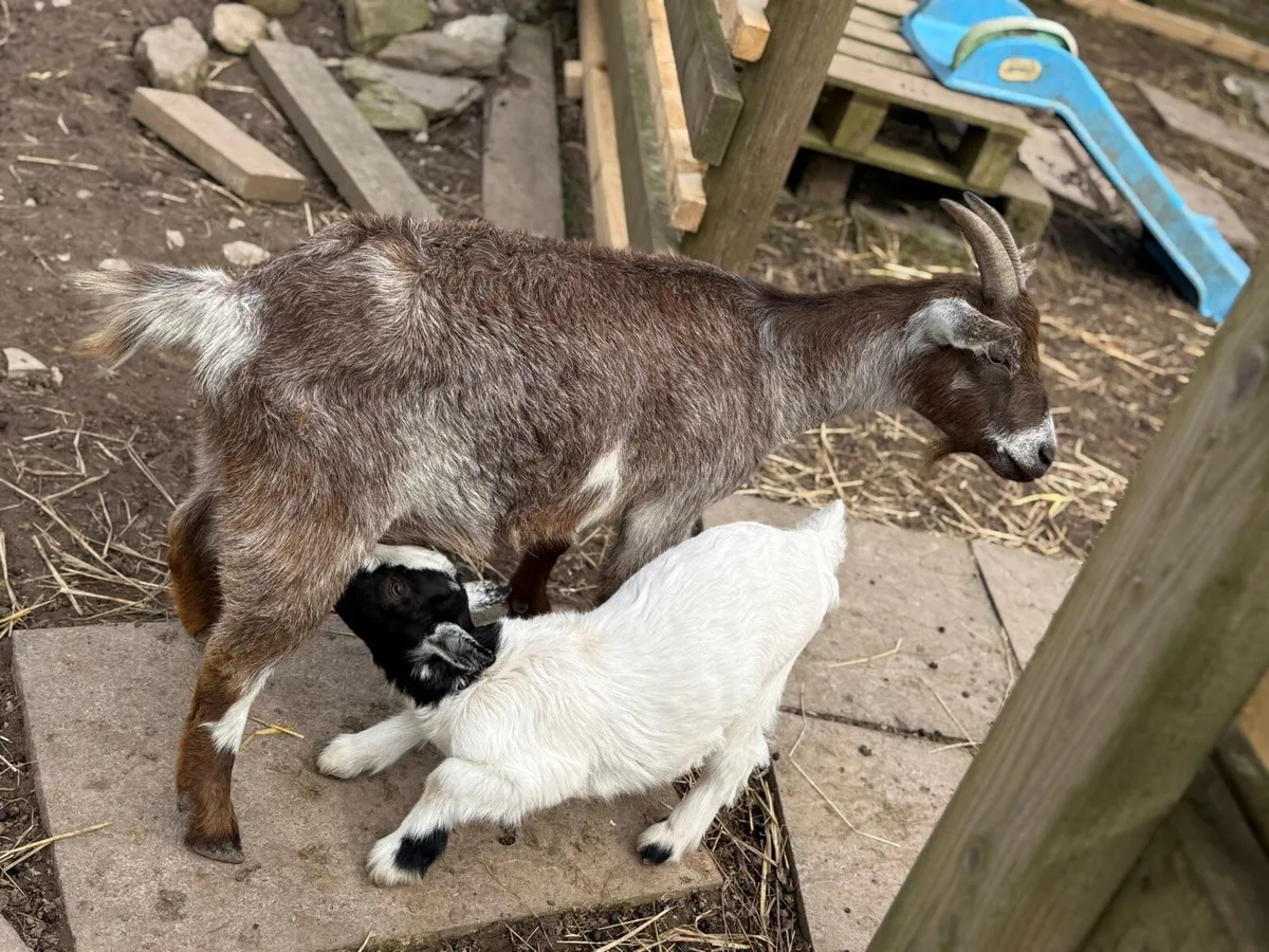 Pygmy goat with baby - Image 2