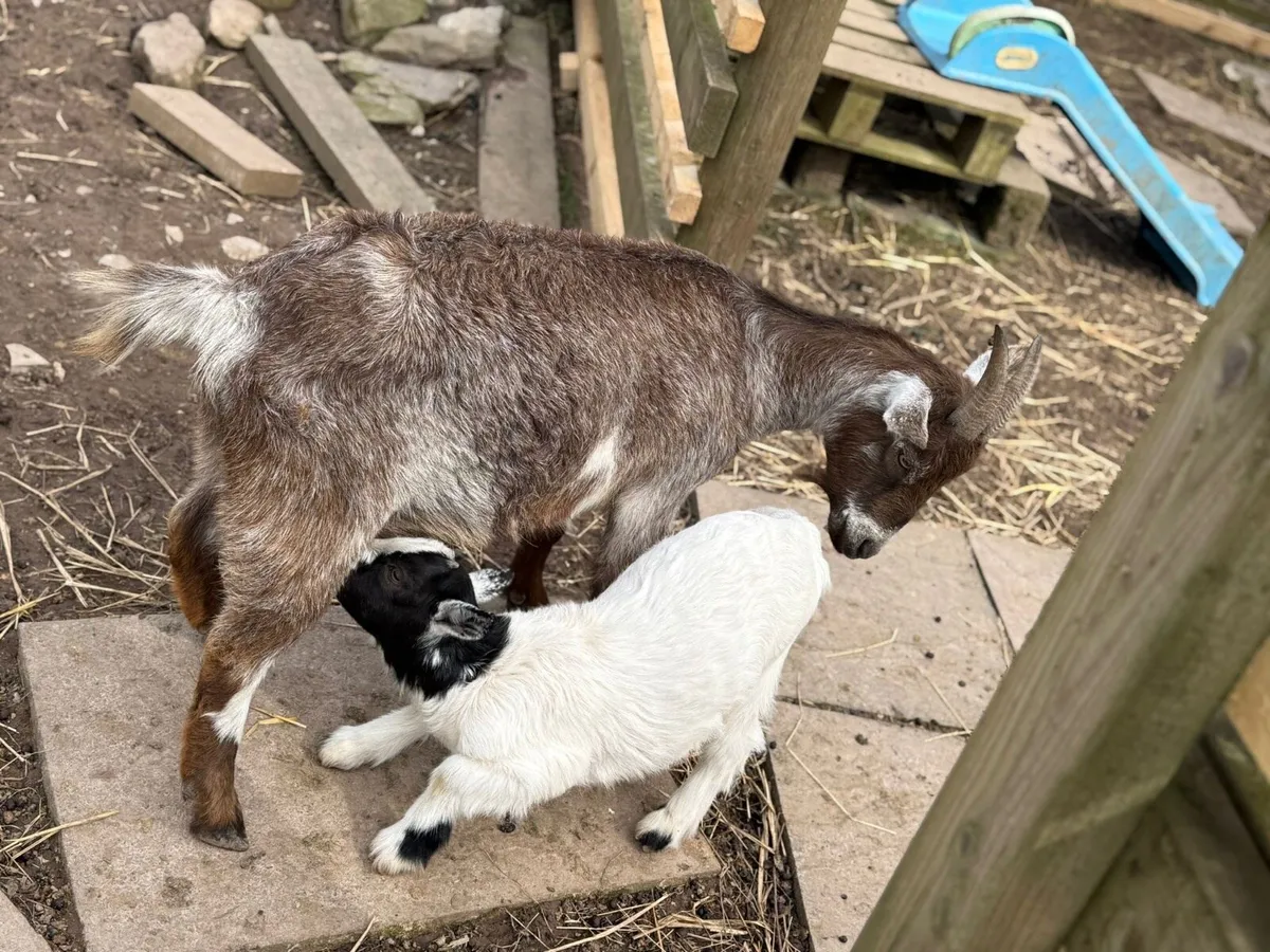 Pygmy goat with baby - Image 3