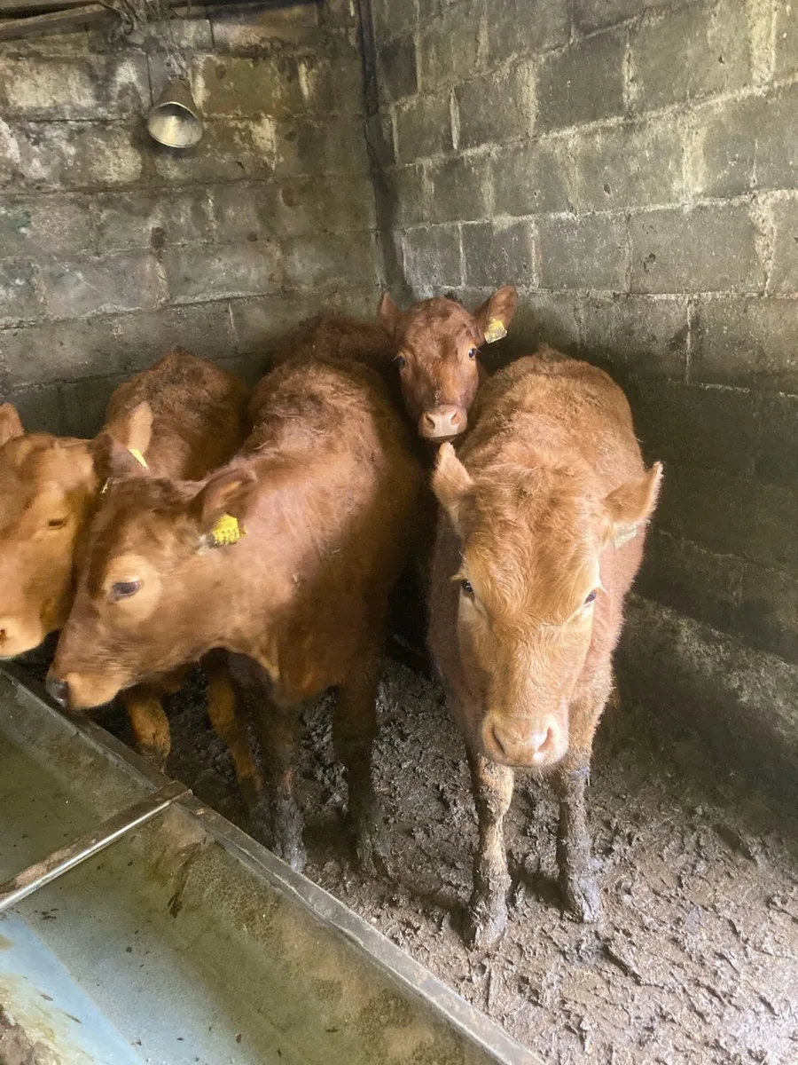 Limo heifers - Image 1