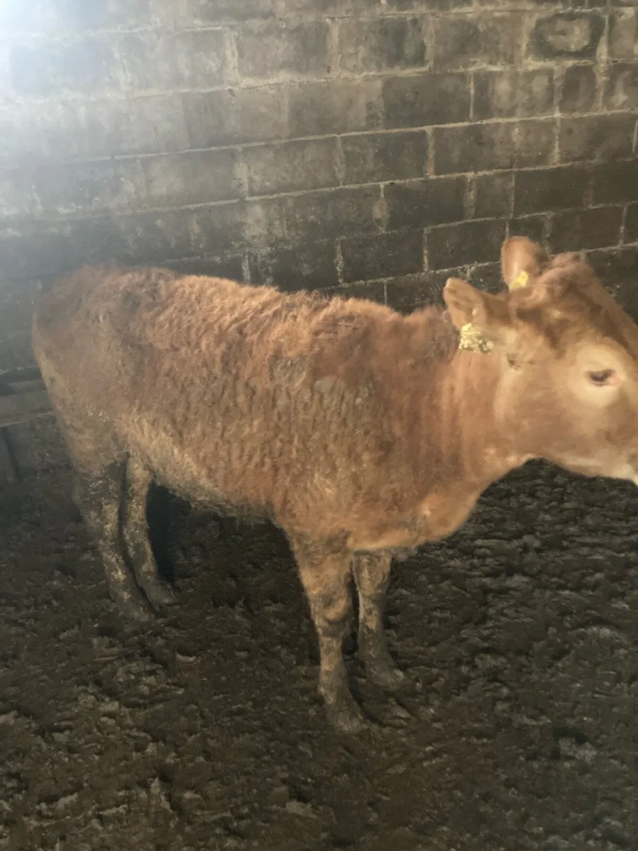 Limo heifers - Image 2