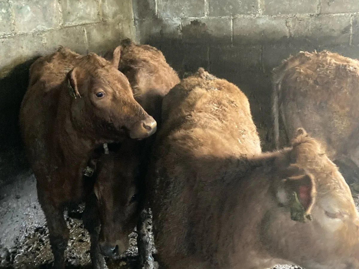 Limo heifers - Image 4