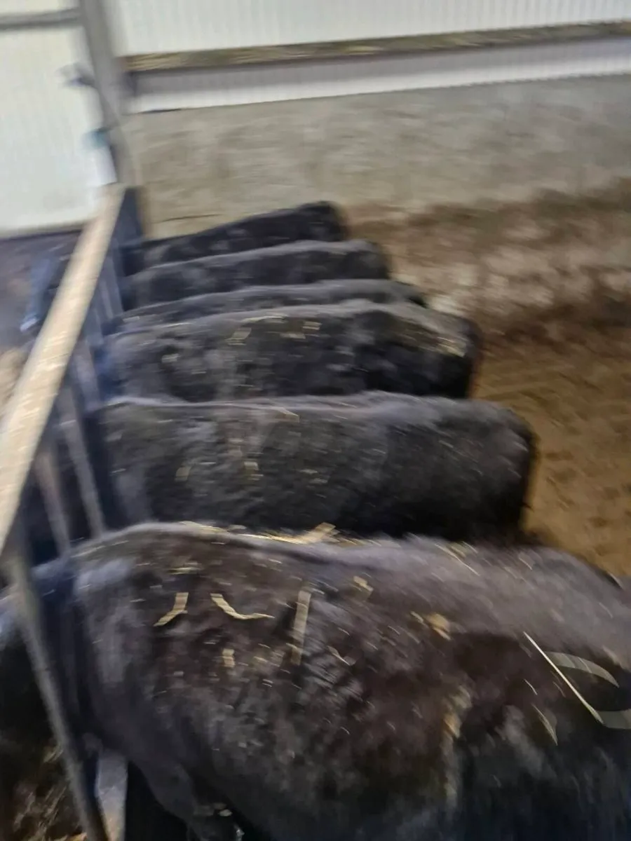 AAX BULLOCKS - Image 3