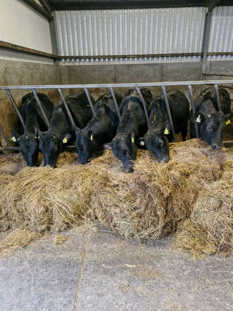 AAX BULLOCKS - Image 1