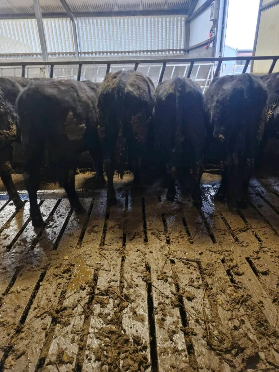 AAX BULLOCKS - Image 2