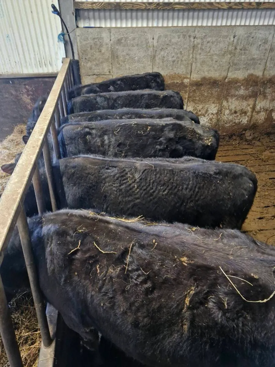 AAX BULLOCKS - Image 4