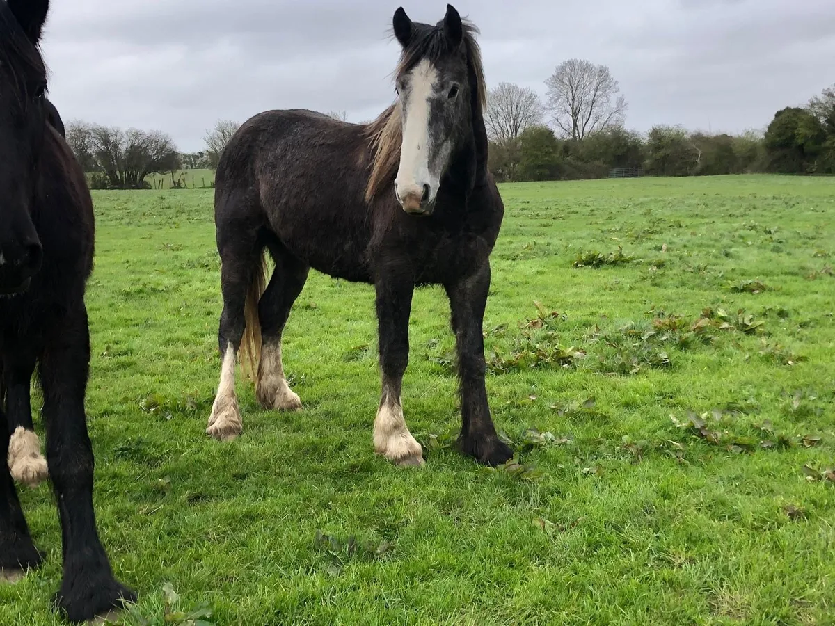 15.3 Gelding Draught Cross Cob - Image 2