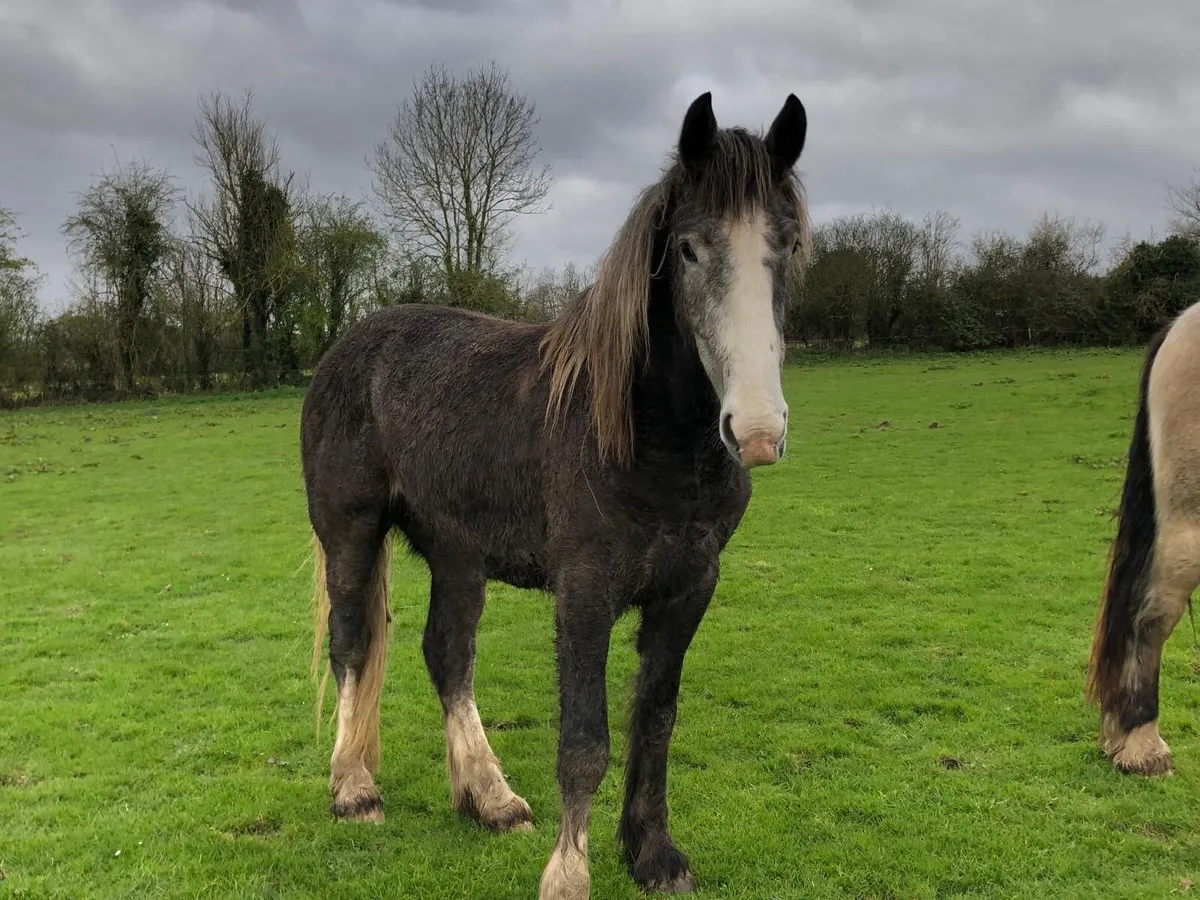 15.3 Gelding Draught Cross Cob - Image 3