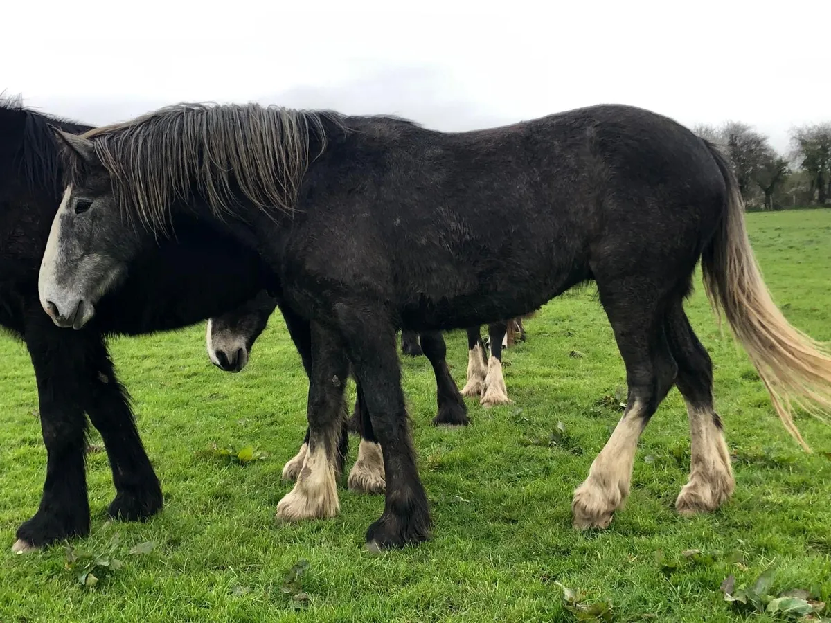 15.3 Gelding Draught Cross Cob - Image 1