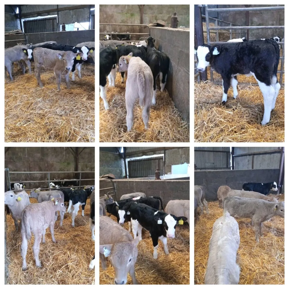 💥super smashing continental heifer calves💥 - Image 1