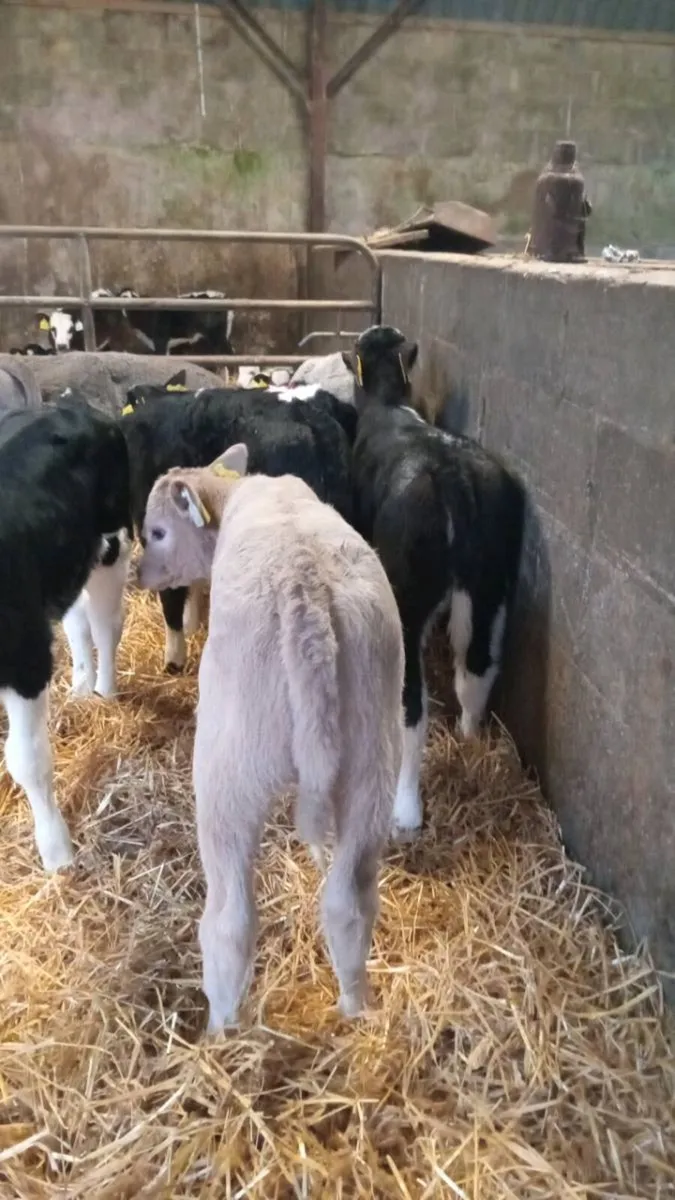 💥super smashing continental heifer calves💥 - Image 3