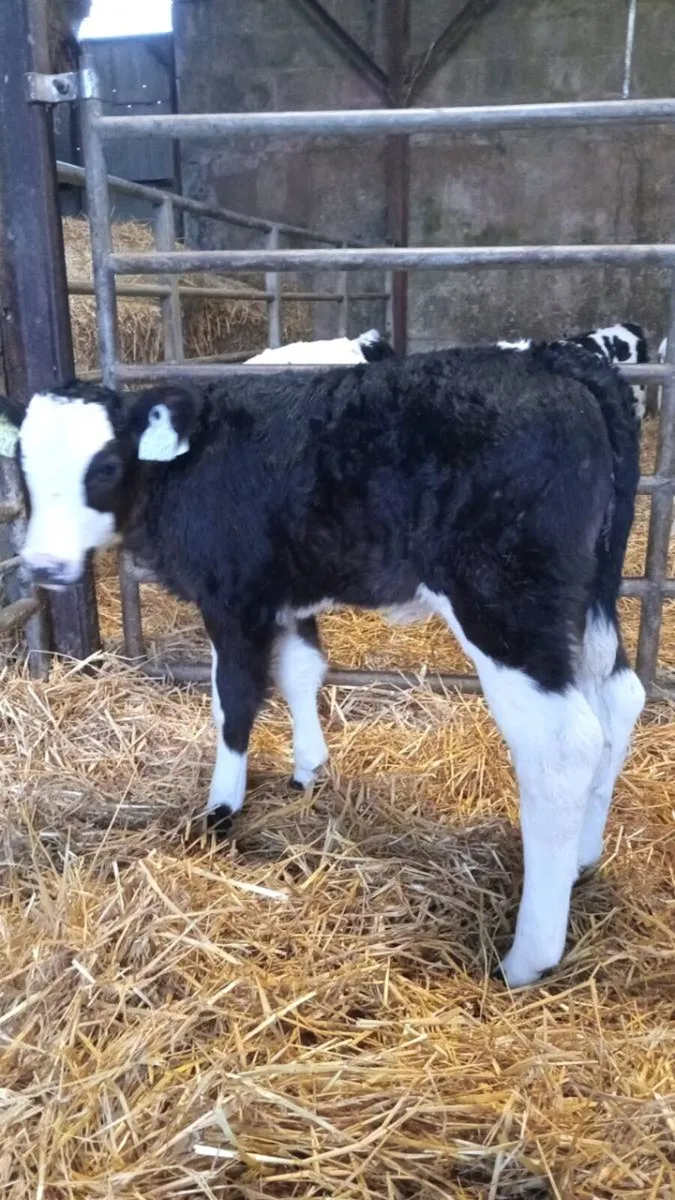 💥super smashing continental heifer calves💥 - Image 4