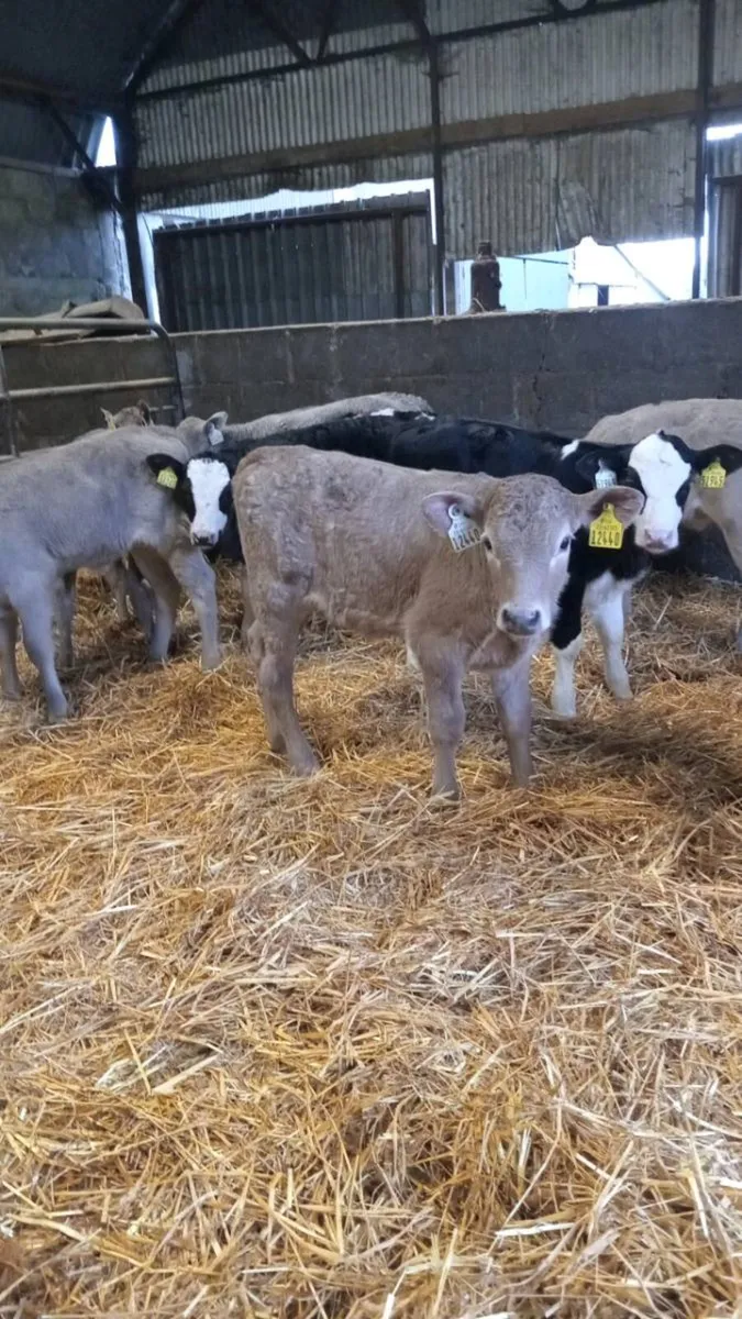 💥super smashing continental heifer calves💥 - Image 2