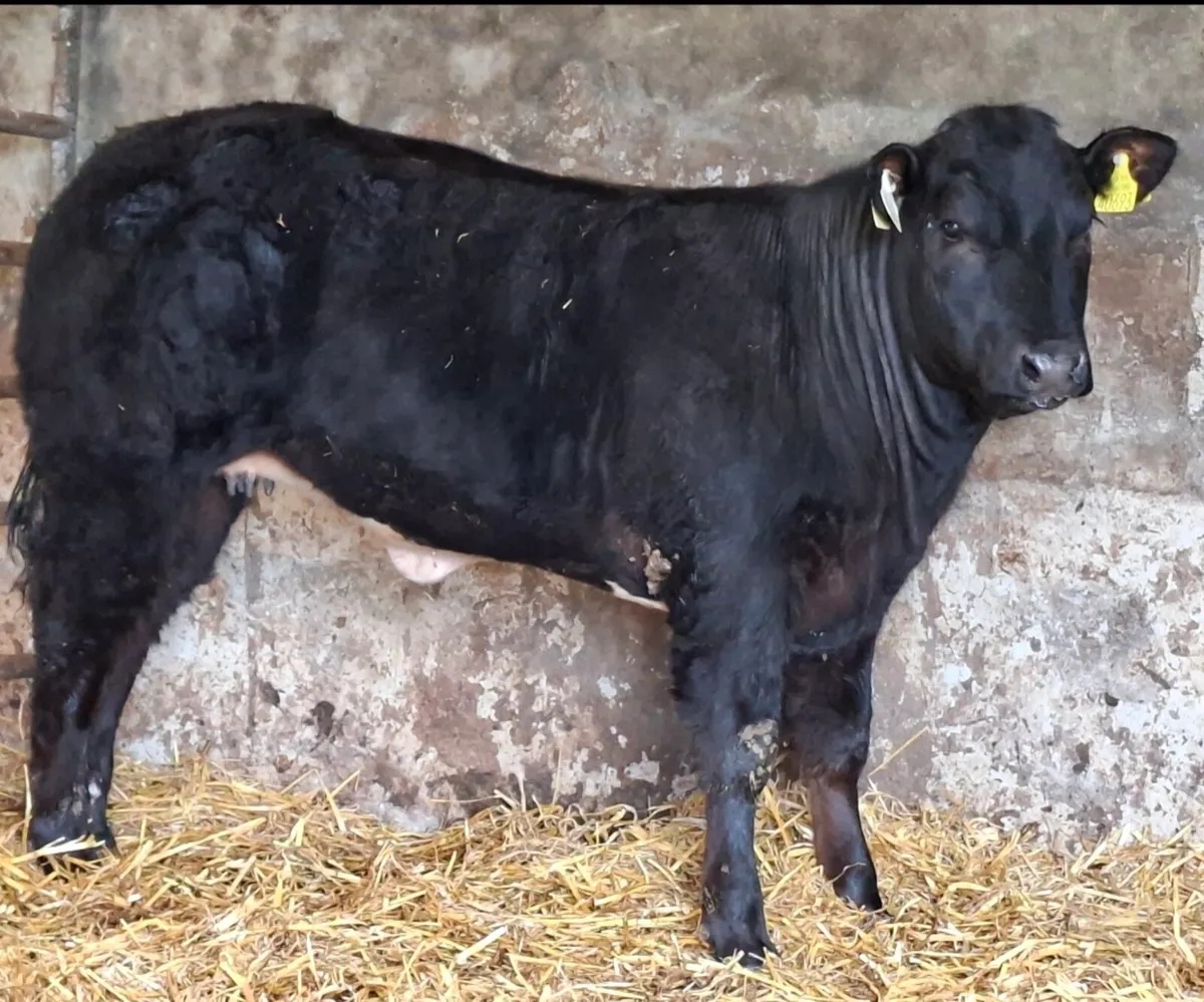 🔥🔥Belgian Blue Hybrid Heifer🔥🔥 - Image 3