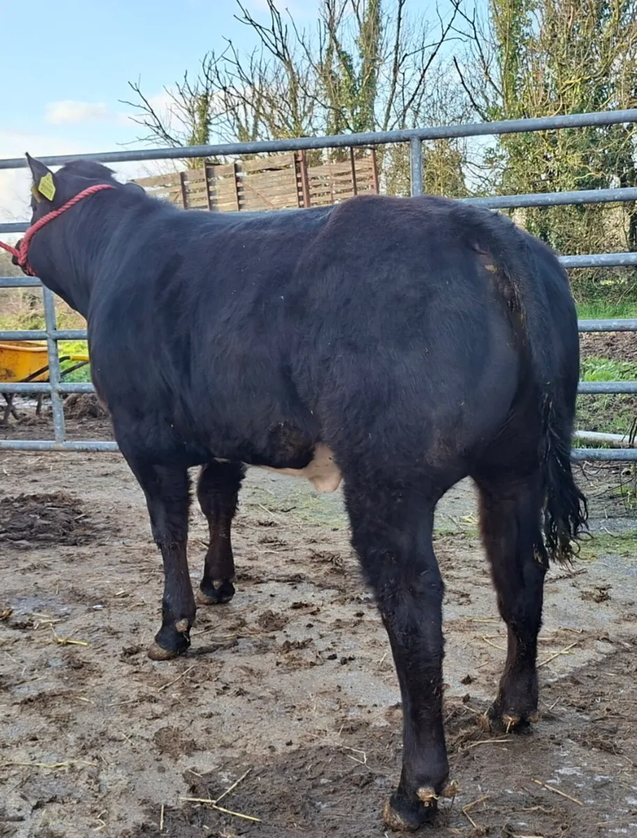 🔥🔥Belgian Blue Hybrid Heifer🔥🔥 - Image 4