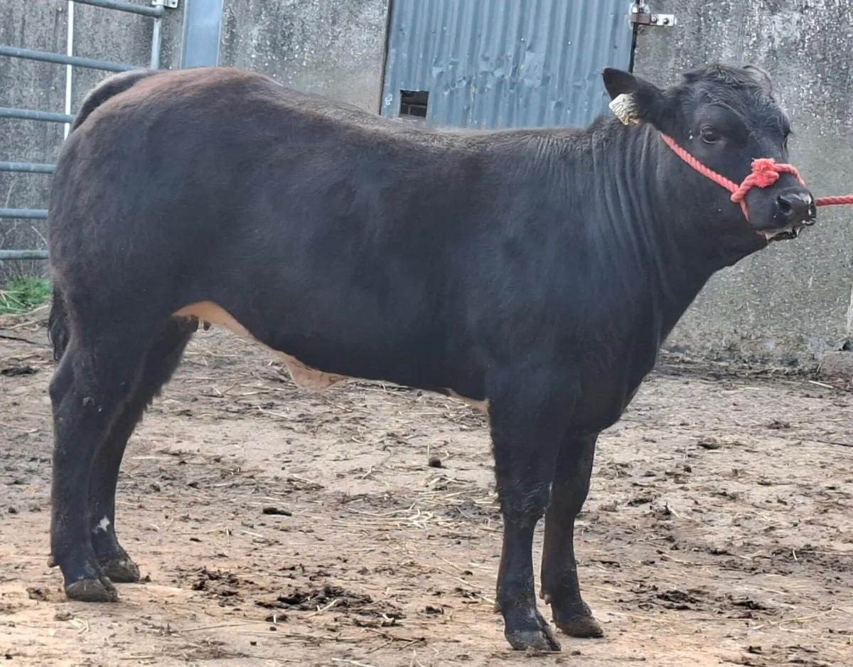 🔥🔥Belgian Blue Hybrid Heifer🔥🔥 - Image 2