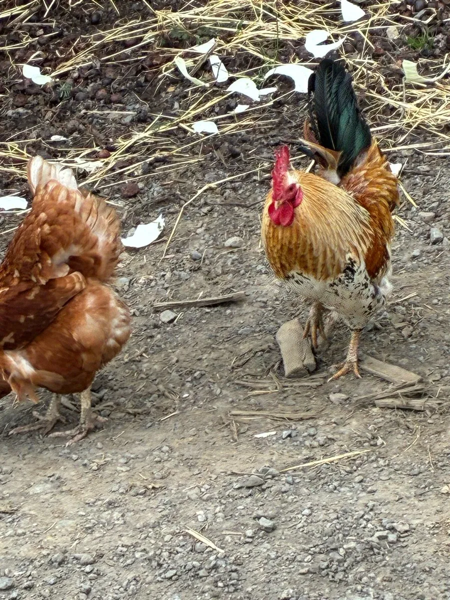 Rooster for free - Image 1