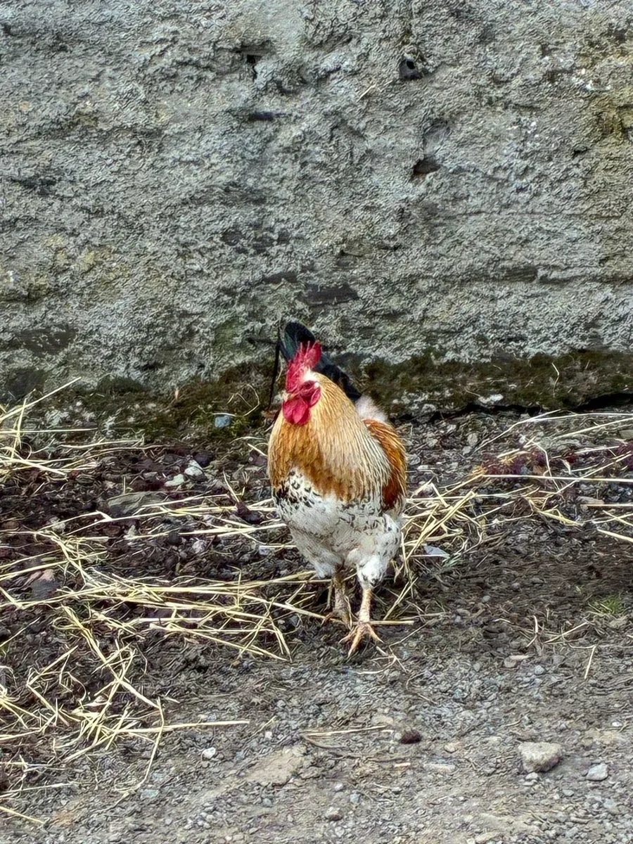 Rooster for free - Image 2