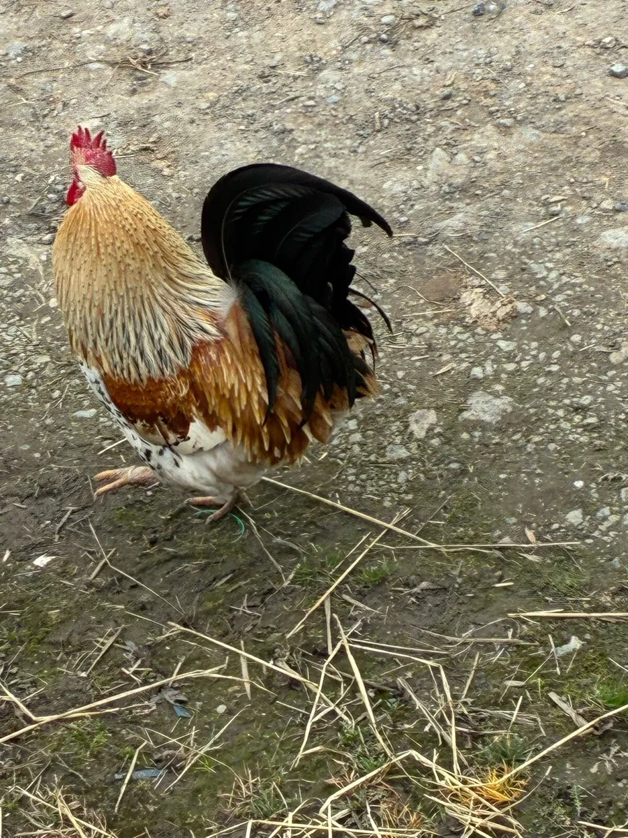 Rooster for free - Image 3