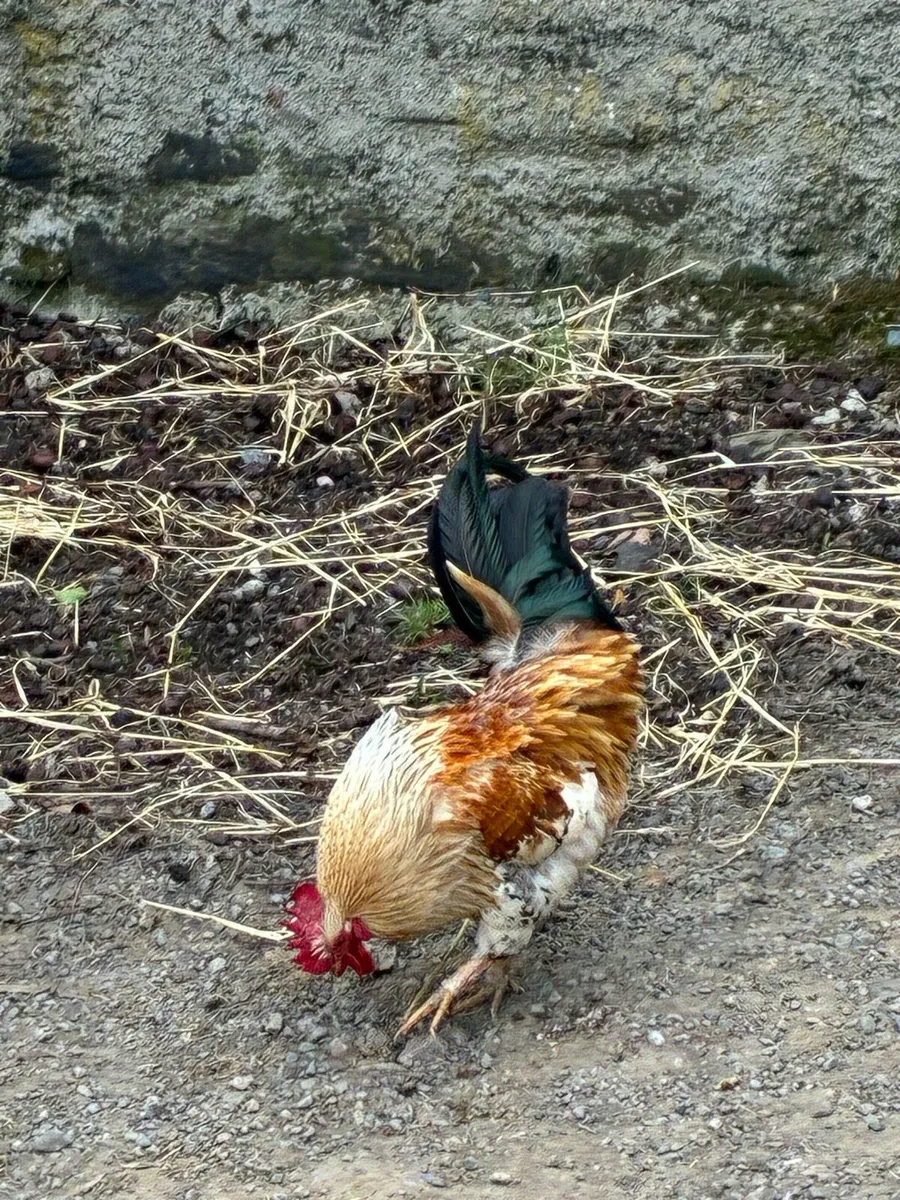 Rooster for free - Image 4