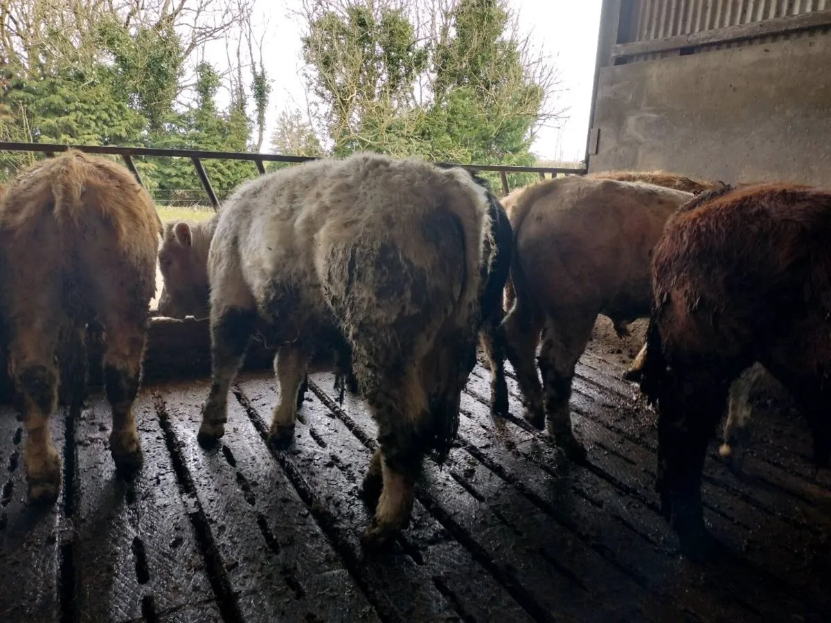 Bull weanlings for sale - Image 3