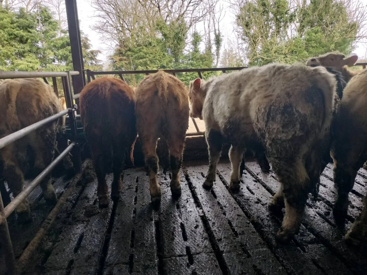 Bull weanlings for sale - Image 4