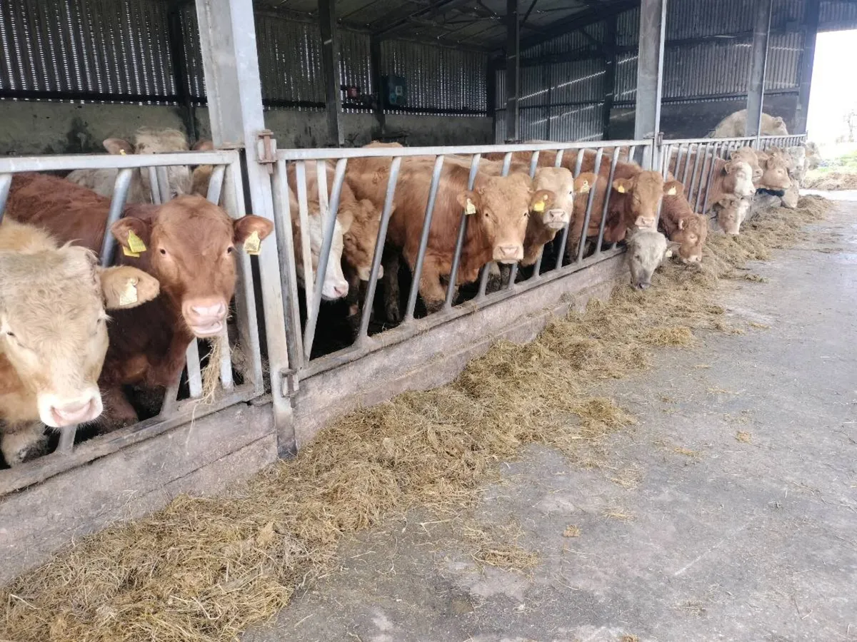 Bull weanlings for sale - Image 2