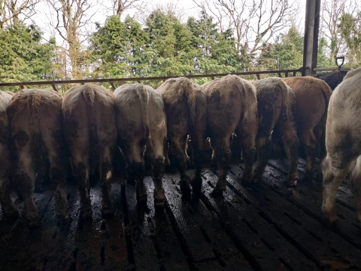Bull weanlings for sale - Image 1