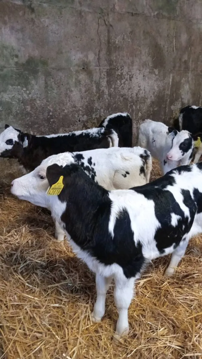 8 smashing heifer calves - Image 1