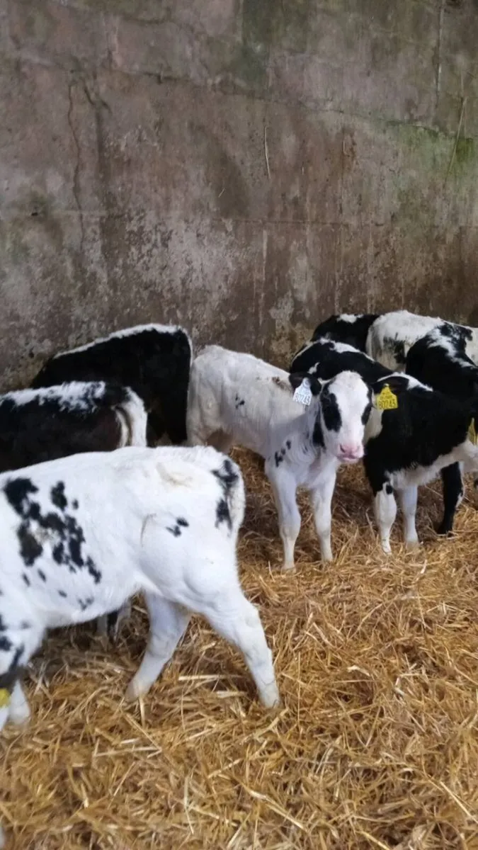 8 smashing heifer calves - Image 2