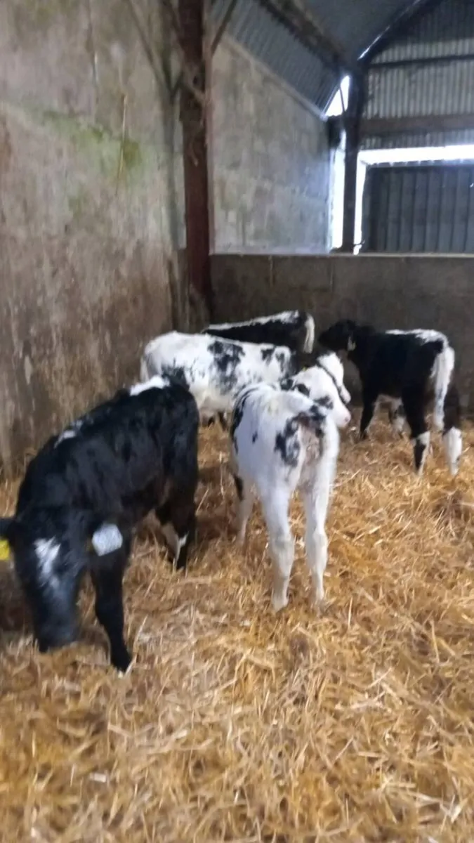 8 smashing heifer calves - Image 4
