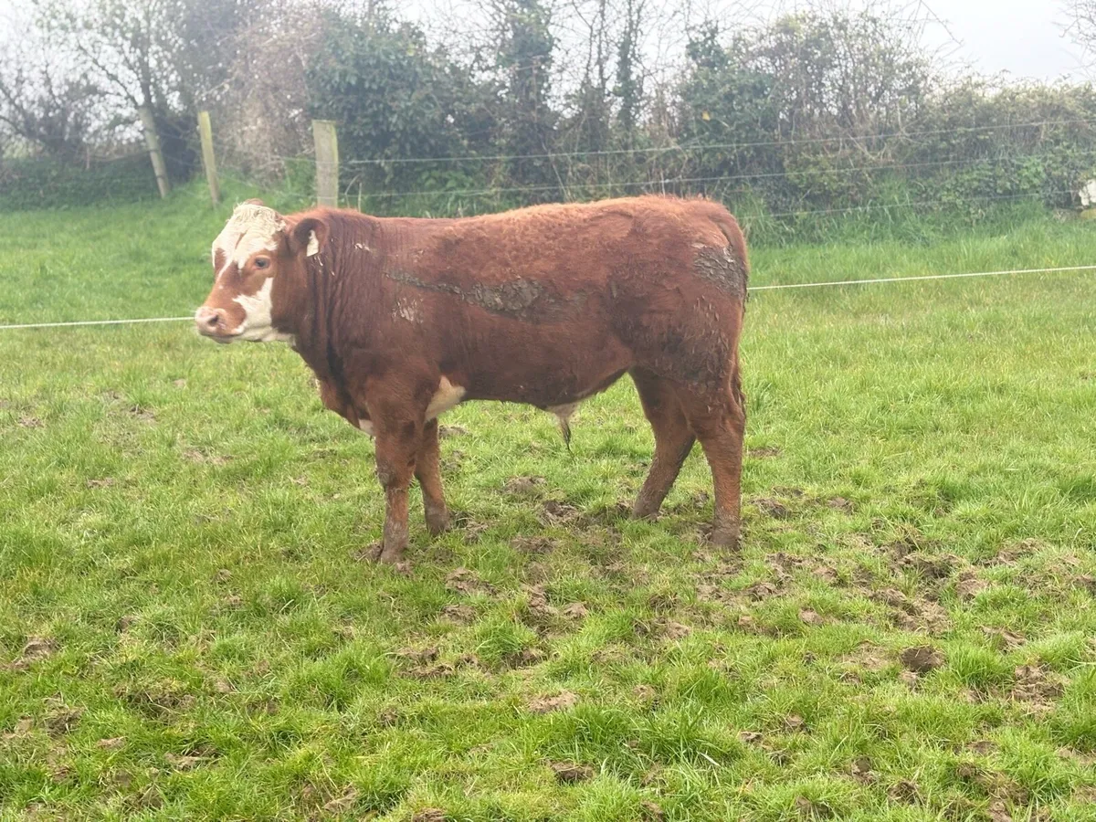 Bullocks for ennis tomorrow 31 of March - Image 2