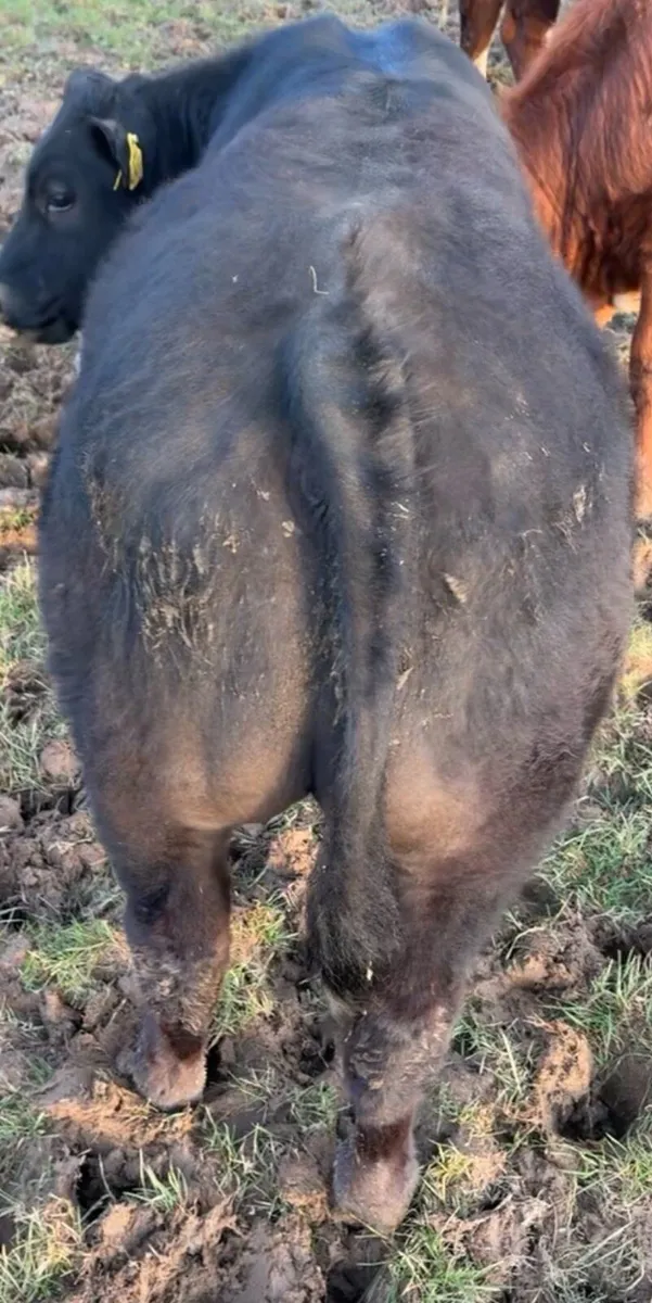 Bullocks for ennis tomorrow 31 of March - Image 3