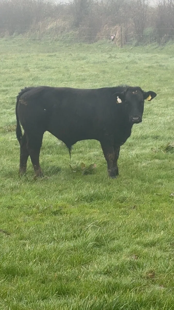 Bullocks for ennis tomorrow 31 of March - Image 1