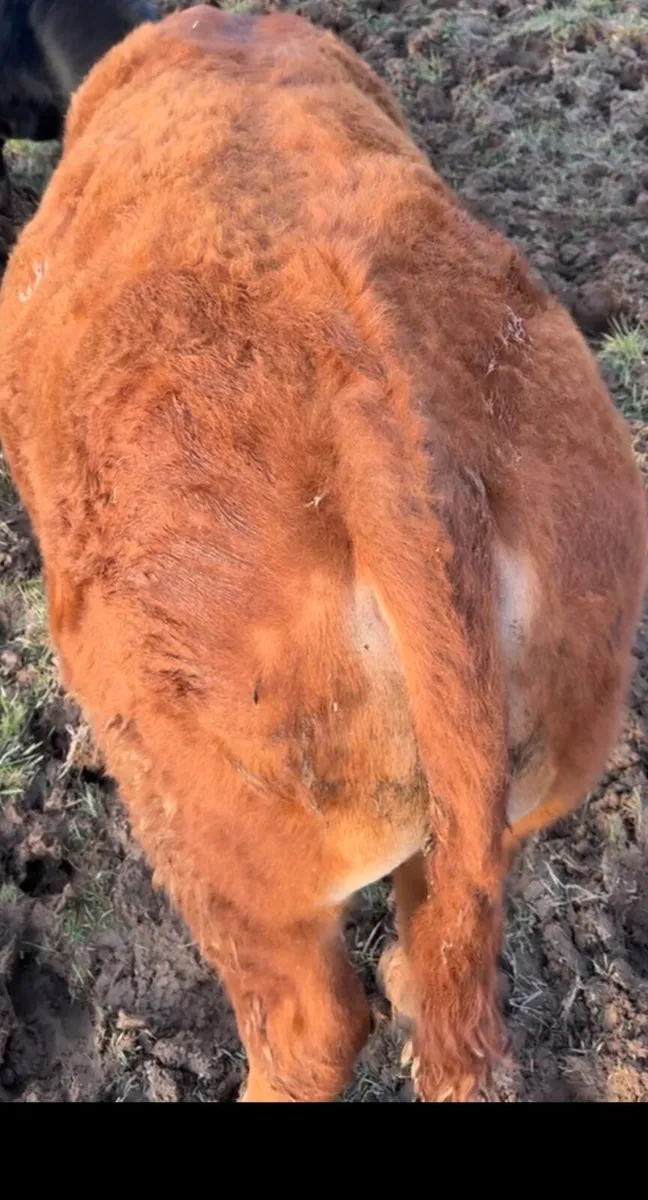 Bullocks for ennis tomorrow 31 of March - Image 4