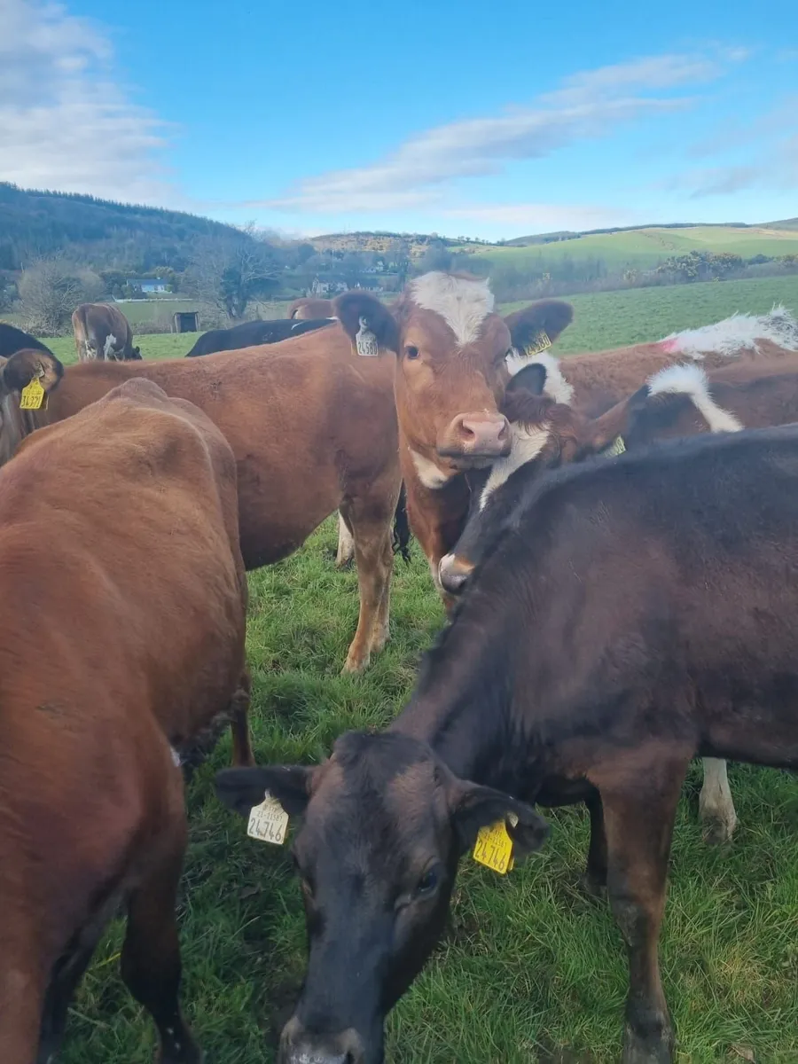 30  Maiden JEX  Heifers - Image 2