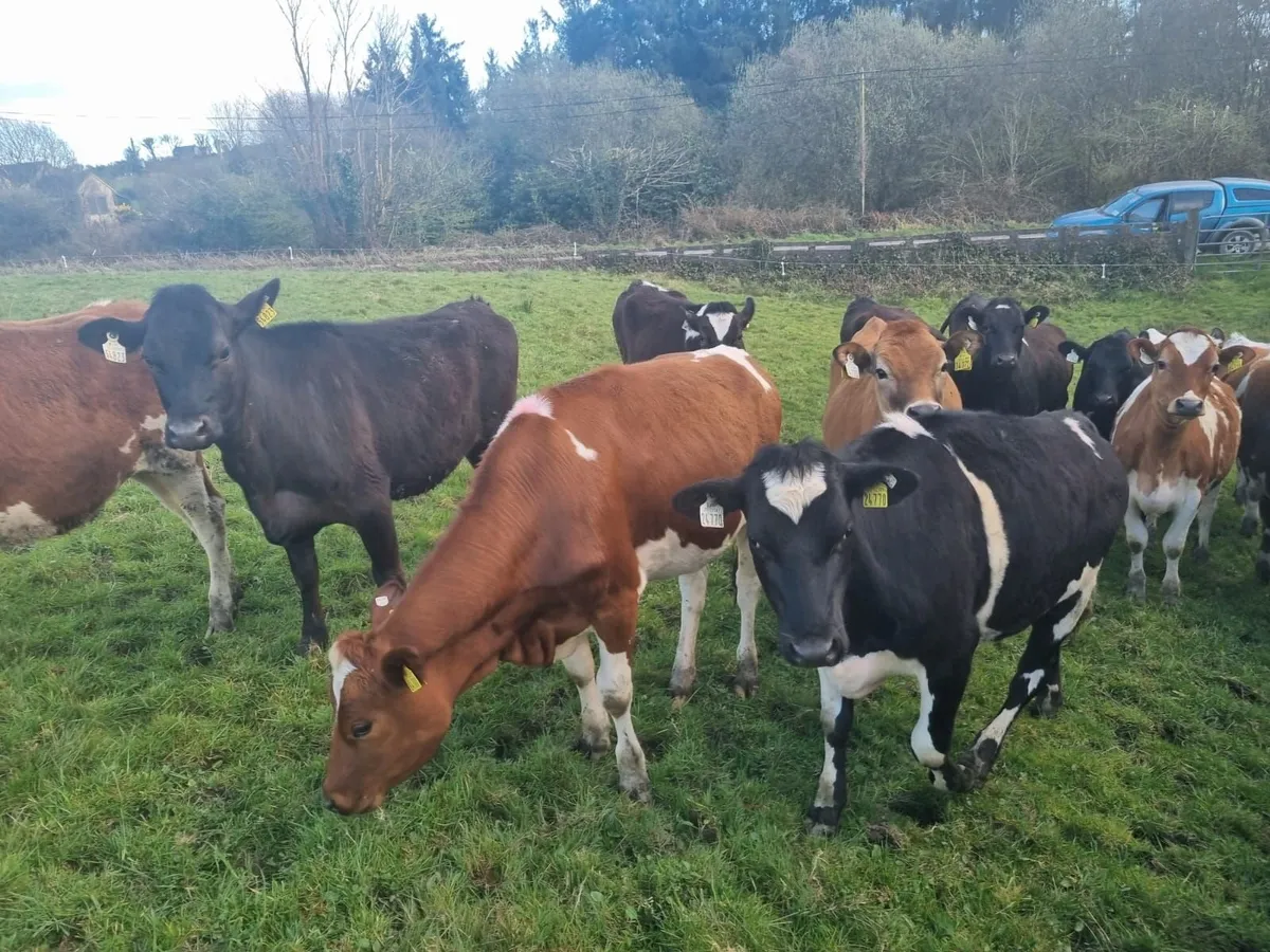 30  Maiden JEX  Heifers - Image 3