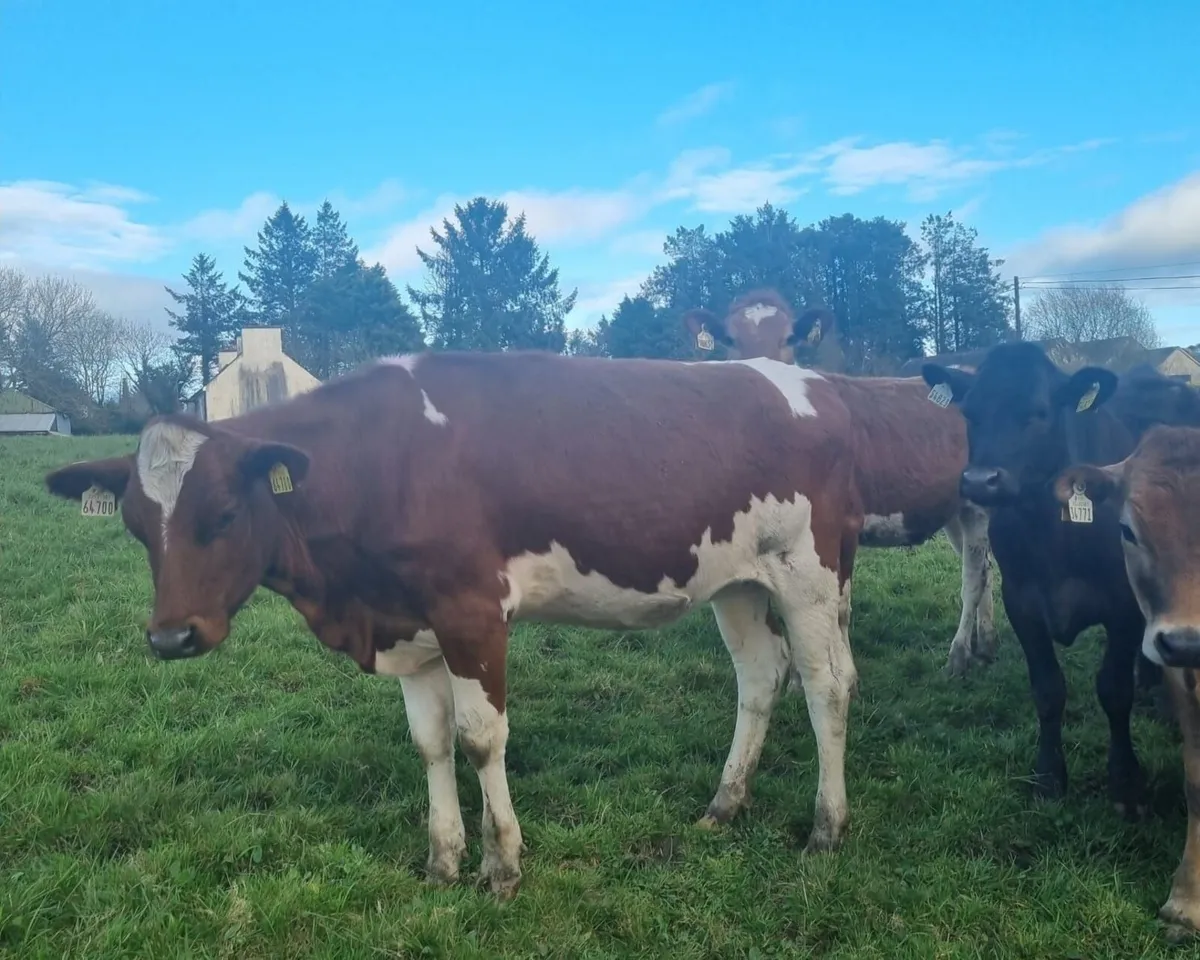 30  Maiden JEX  Heifers - Image 4