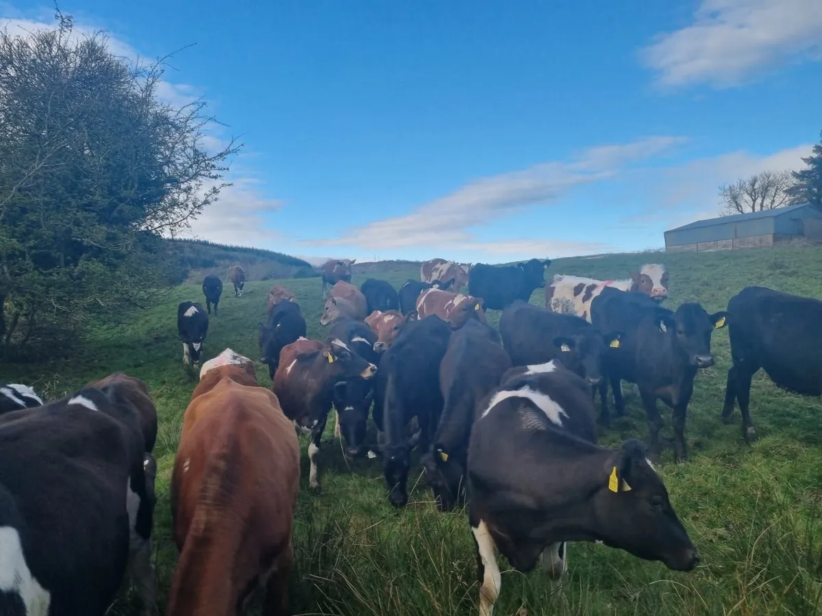 30  Maiden JEX  Heifers - Image 1