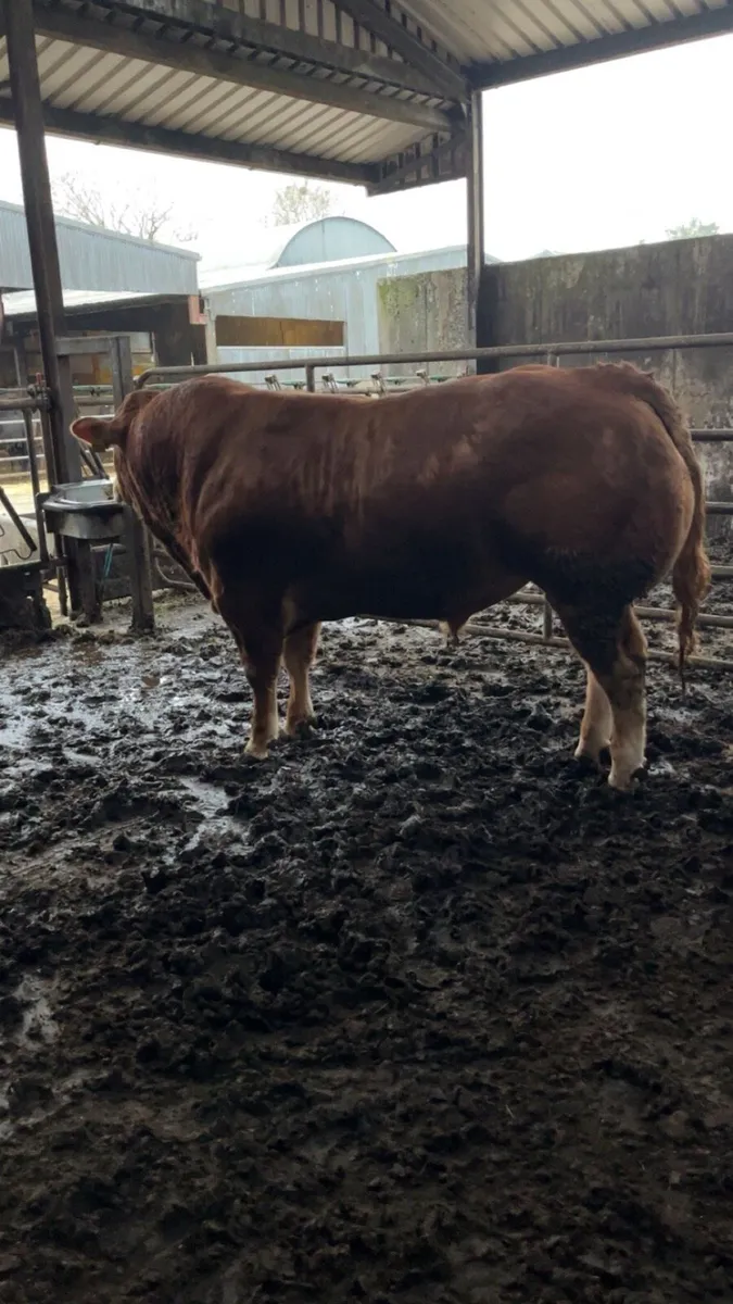 ⚡️⚡️Pedigree Limousin Bulls ⚡️⚡️ - Image 1