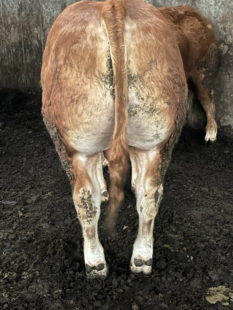 ⚡️⚡️Pedigree Limousin Bulls ⚡️⚡️ - Image 2