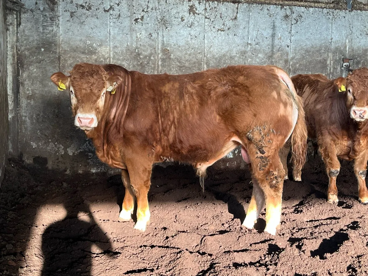⚡️⚡️Pedigree Limousin Bulls ⚡️⚡️ - Image 3