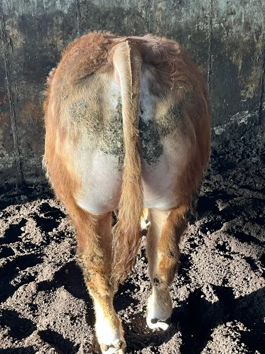 ⚡️⚡️Pedigree Limousin Bulls ⚡️⚡️ - Image 4