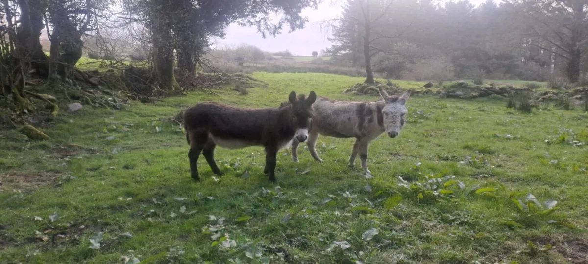 Two castrated donkeys (Uints) - Image 1