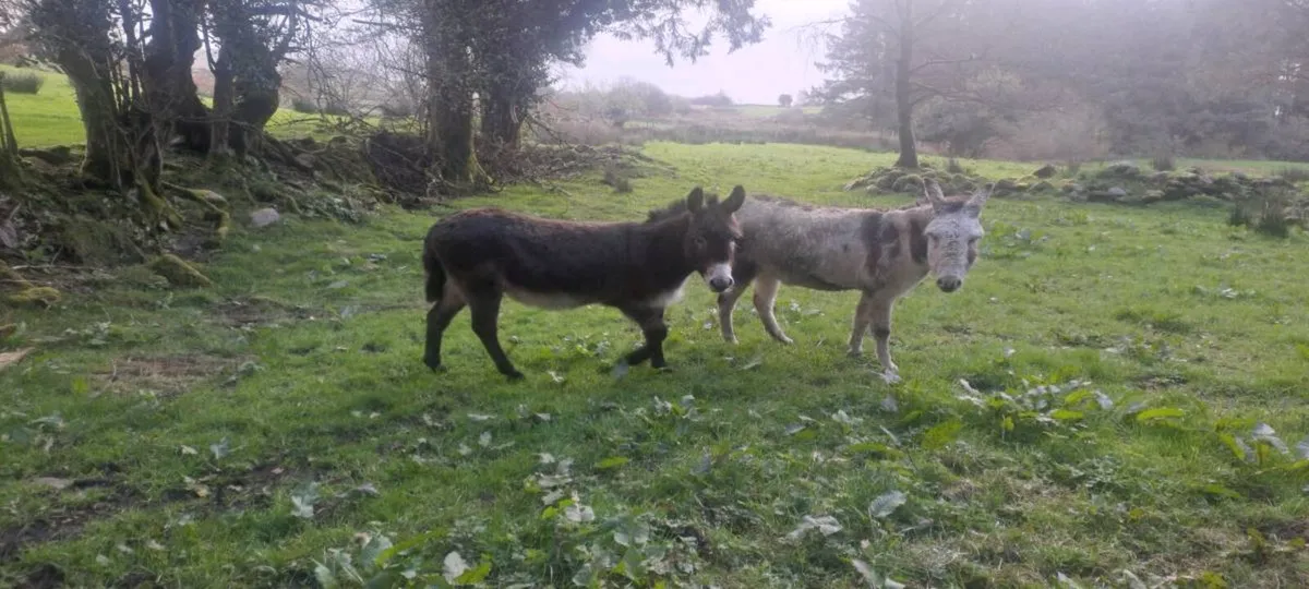 Two castrated donkeys (Uints) - Image 2