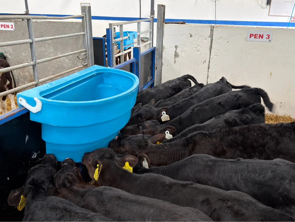 🐮10 Aberdeen Angus Heifers🐮 - Image 1